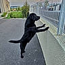dog, black_dog, canine, standing, upright, fence, outdoor, yard, garden, pavement, landscaping, building, residential, security_fence, profile, animal, pet, evening, sky, funny_pose