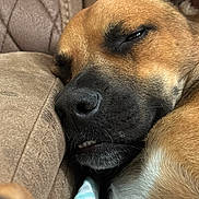 Ray joined the competition — help win amazing prizes! dog, sleeping, close_up, brown, couch, pet, fur, nostril, teeth, snout, whiskers, relaxing, indoor, cozy, resting, canine, animal, paw, face, soft