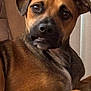 Ray joined the competition — help win amazing prizes! dog, brown_dog, pet, animal, canine, closeup, indoor, portrait, face, ears, fur, comfortable, relaxed, chair, expression, looking_at_camera, cute, domestic_animal, muzzle, whiskers