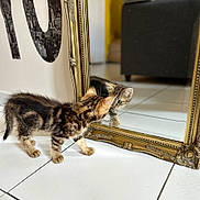 Abyss participe au concours pour gagner de l'argent avec cette photo : animal, cat, closeup, curious, decor, feline, floor, furniture, gold_frame, home, indoor, kitten, looking, mirror, pet, reflection, striped_fur, tiled_floor, white_floor, young_cat