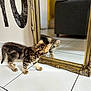animal, cat, closeup, curious, decor, feline, floor, furniture, gold_frame, home, indoor, kitten, looking, mirror, pet, reflection, striped_fur, tiled_floor, white_floor, young_cat
