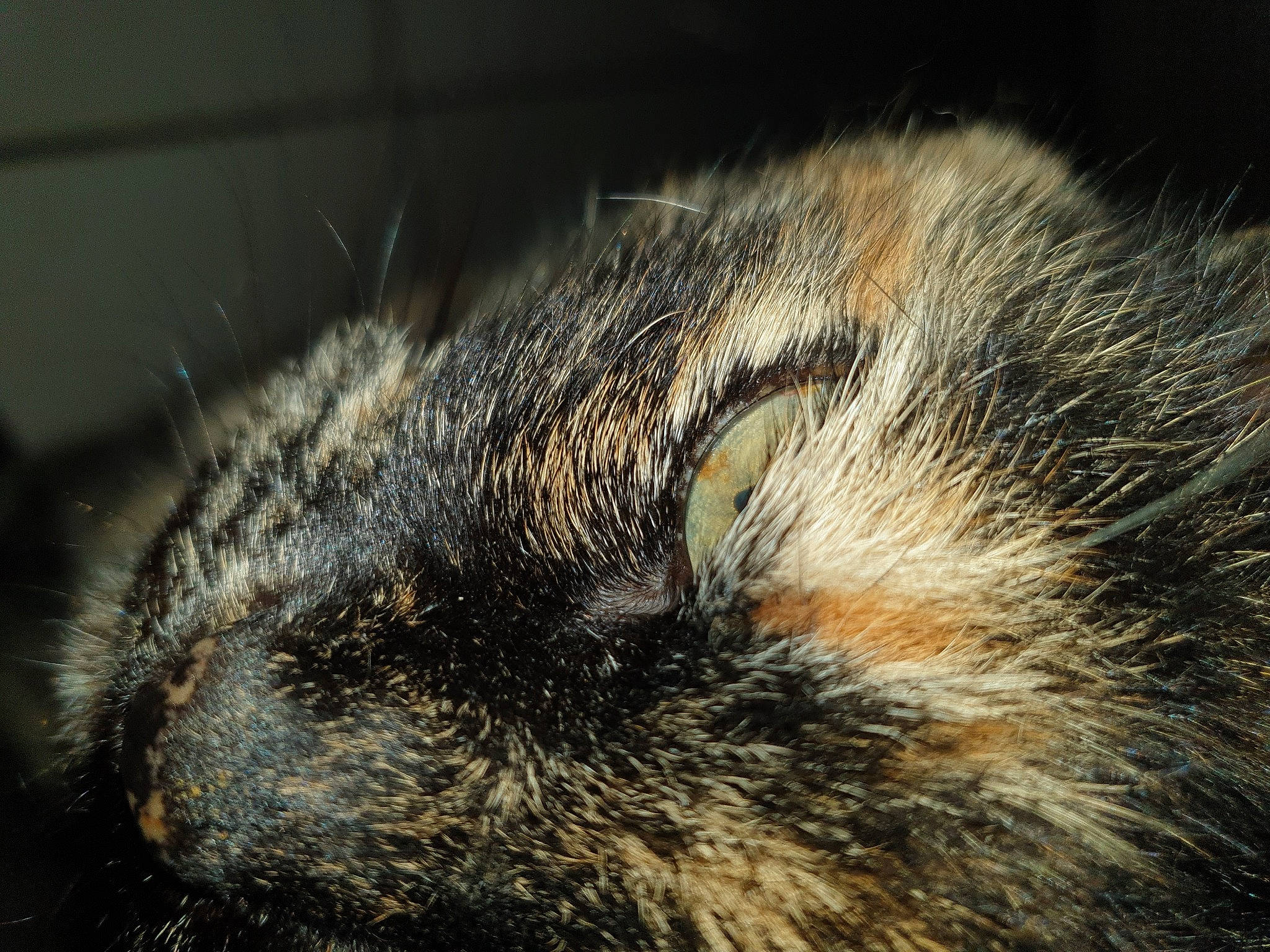 Blancka participe au concours pour gagner de l'argent avec cette photo : carnivore, cat, claw, close_up, ear, eye, felidae, fur, nose, small_to_medium_sized_cats, snout, tabby_cat, tail, whiskers