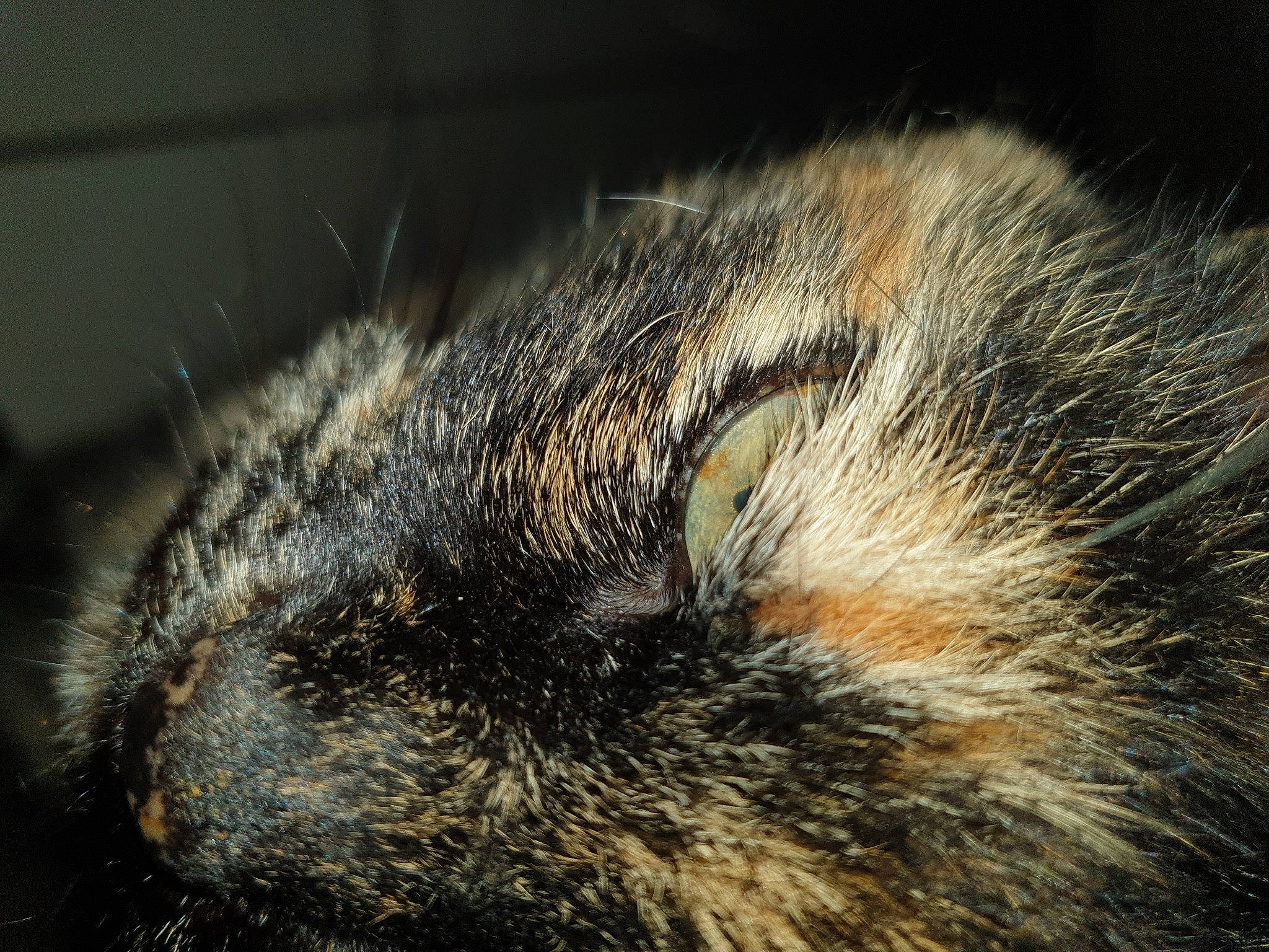 Blancka a rejoint le concours — aidez-le/la à gagner de superbes lots ! carnivore, cat, claw, close_up, domestic_short_haired_cat, eye, felidae, fur, macro_photography, mountain, paw, small_to_medium_sized_cats, snout, tail, terrestrial_animal, whiskers, wildlife