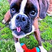 Muggsy joined the competition — help win amazing prizes! animal, boxer, casual_clothing, close_up, cute, dog, dog_toy, feet, funny_expression, grass, greenery, nature, outdoor, paw, person, pet, play, playful, tongue_out, toy