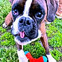animal, boxer, casual_clothing, close_up, cute, dog, dog_toy, feet, funny_expression, grass, greenery, nature, outdoor, paw, person, pet, play, playful, tongue_out, toy