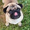 dog, pug, tongue, pet, animal, grass, outdoor, cute, mammal, face, snout, ears, fur, closeup, portrait, looking_up, playful, companion, friendly, canine