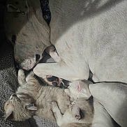 Piper is registered to the contest to win money with this photo: dog, puppies, kittens, cat, animals, sleeping, cuddling, curled_up, white_dog, cream_fur, pet, animal_family, nap, cozy, carpet, indoors, closeup, peaceful, adorable, furry