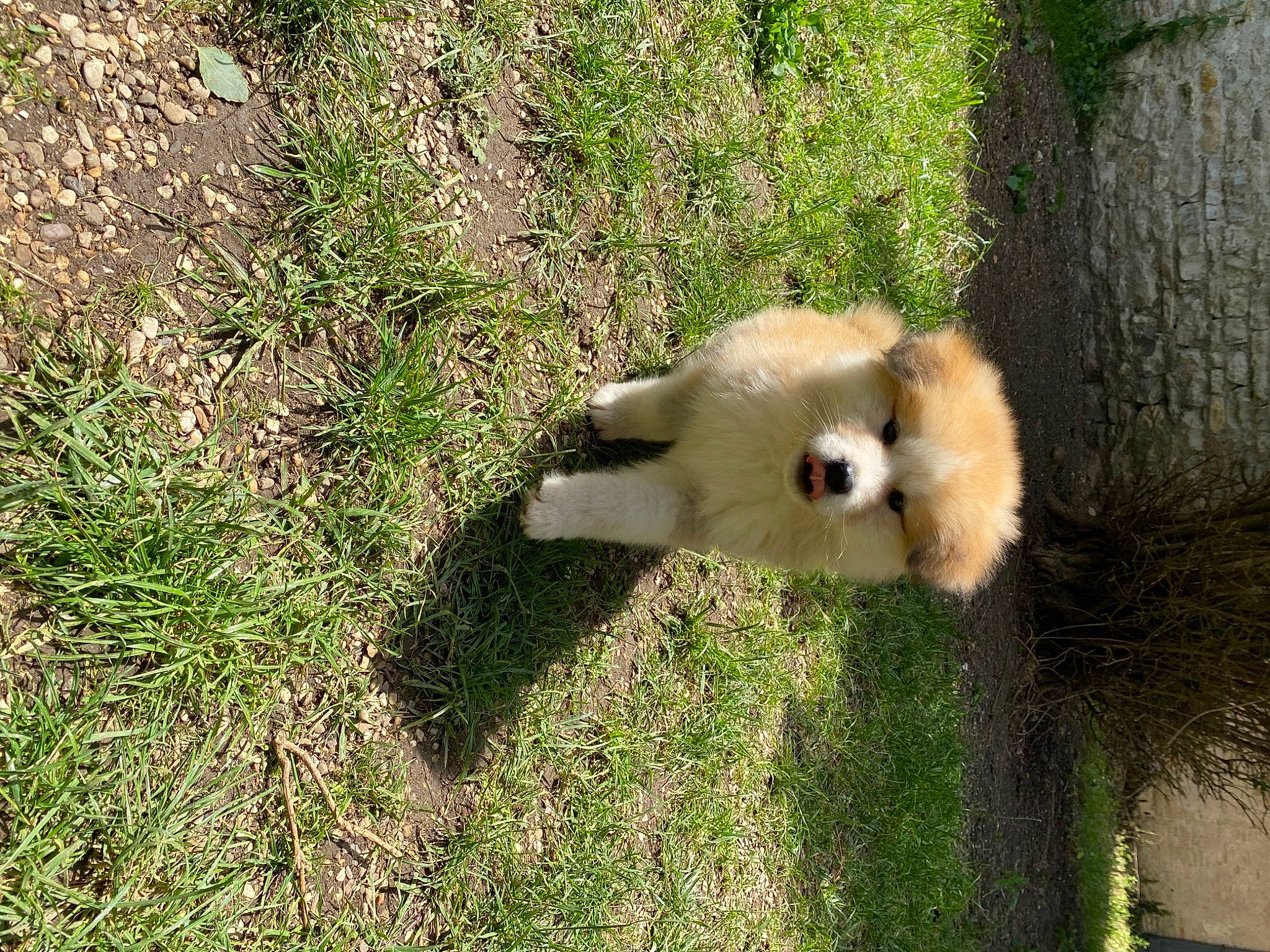 Reiji participe au concours pour gagner de l'argent avec cette photo : fur, gibbon, grass, grassland, groundcover, indri, langur, macaque, pasture, plant, primate, soil, tail, terrestrial_animal, terrestrial_plant, tree, trunk, wildlife