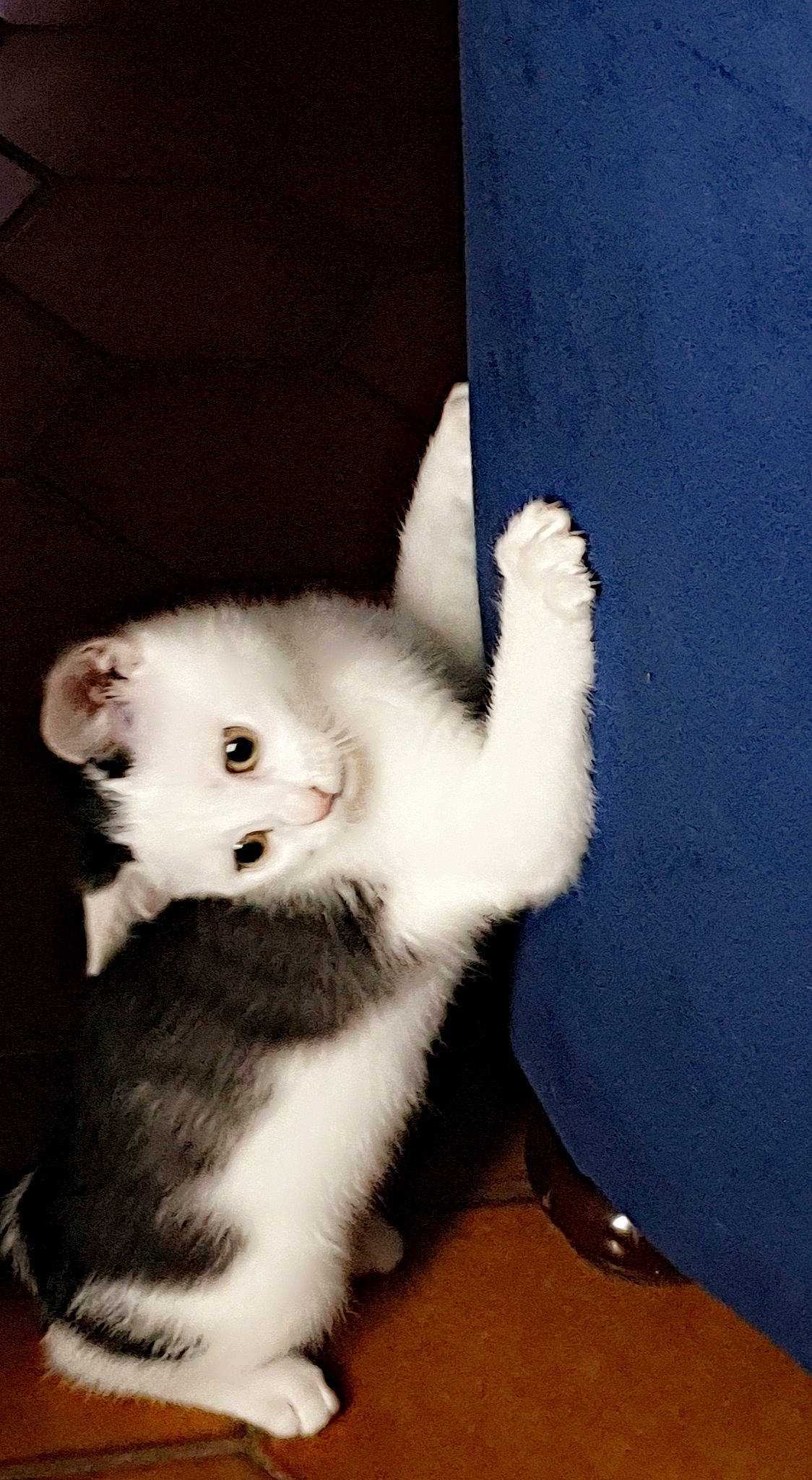 Boulette participe au concours pour gagner de l'argent avec cette photo : american_wirehair, carnivore, cat, ear, felidae, fur, japanese_bobtail, kitten, mammal, paw, scottish_fold, skin, small_to_medium_sized_cats, tail, turkish_angora, turkish_van, whiskers