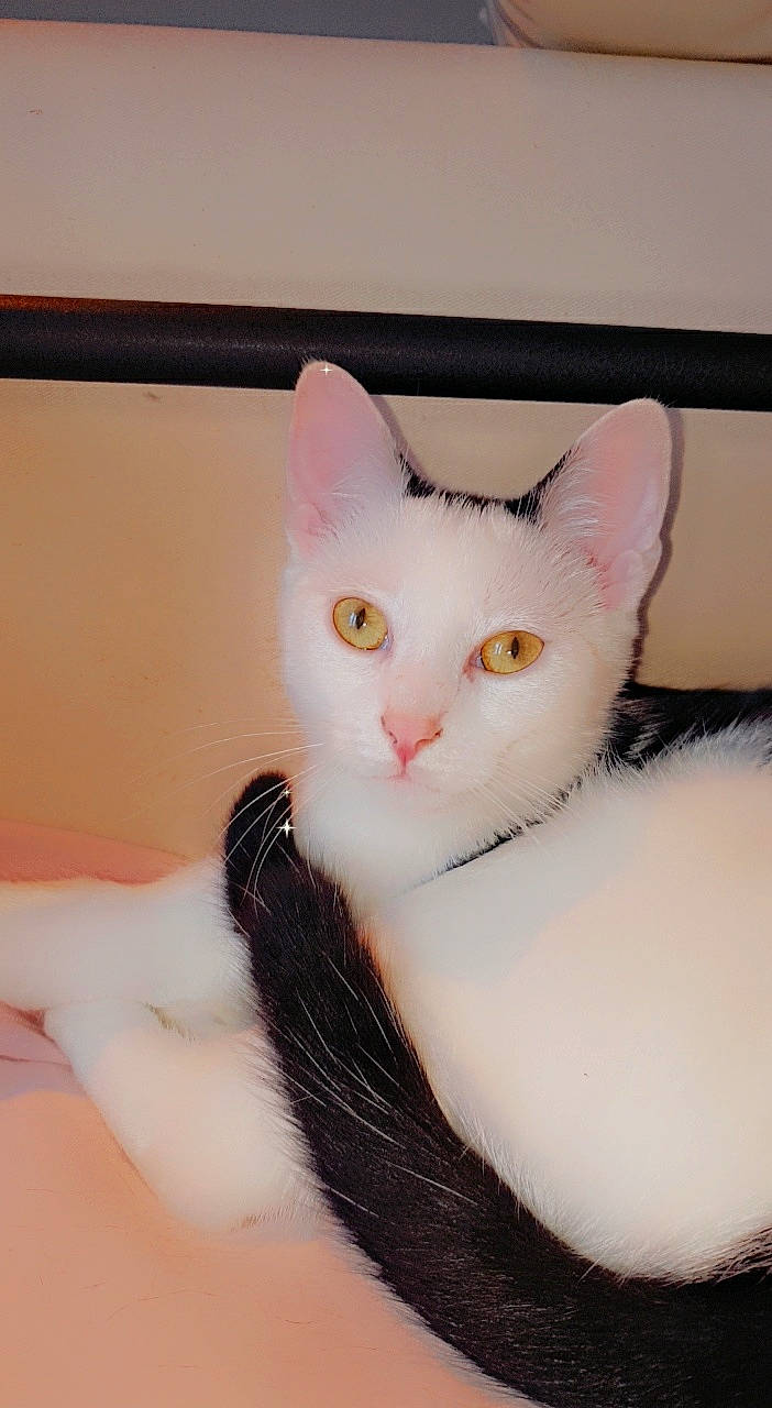 Boulette participe au concours pour gagner de l'argent avec cette photo : carnivore, cat, comfort, domestic_short_haired_cat, ear, eyelash, fawn, felidae, fur, paw, small_to_medium_sized_cats, snout, tail, whiskers