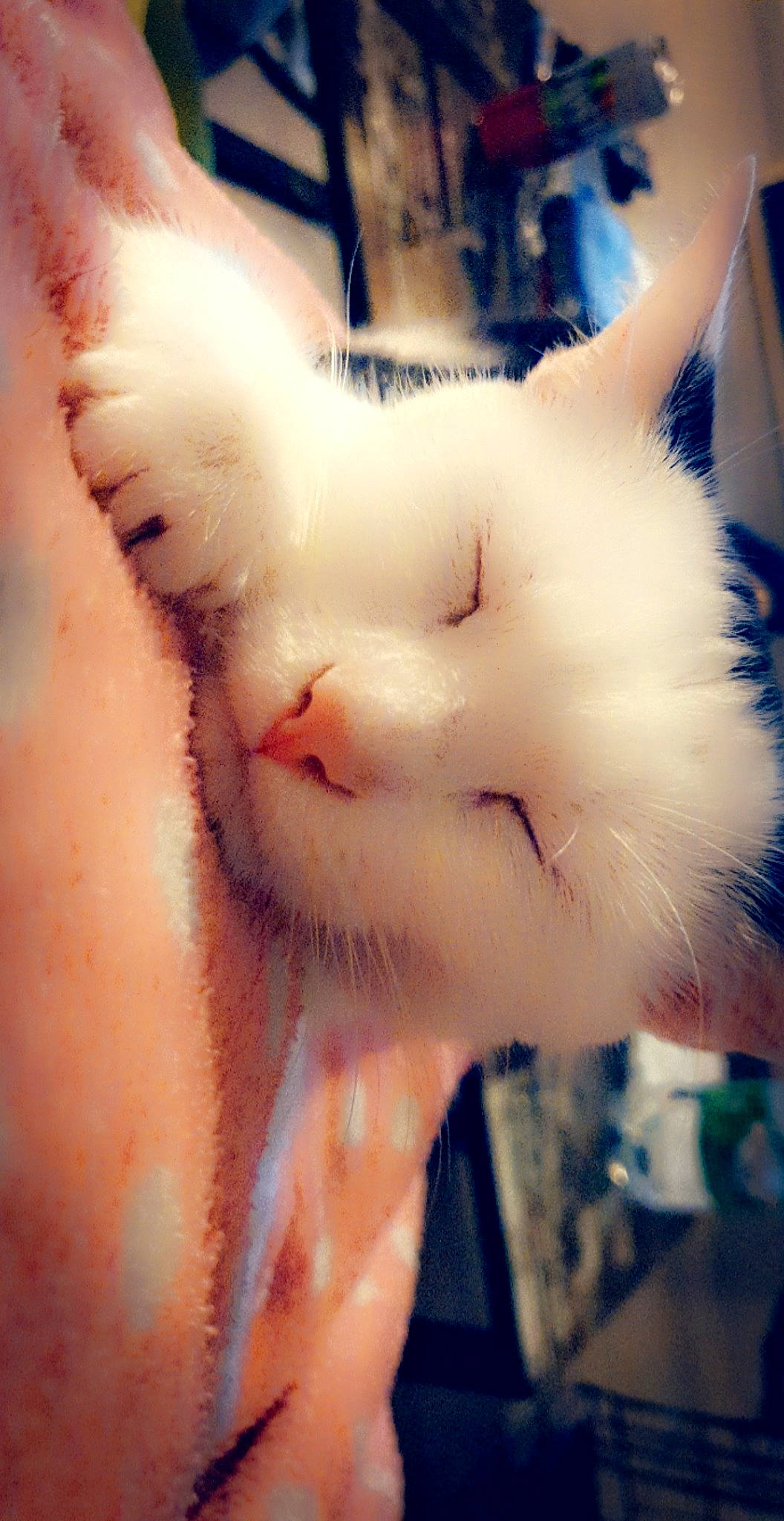 Boulette a rejoint le concours — aidez-le/la à gagner de superbes lots ! carnivore, cat, claw, cloud, domestic_short_haired_cat, ear, eyelash, fawn, felidae, flesh, foot, fur, gesture, meteorological_phenomenon, paw, sky, small_to_medium_sized_cats, snout, tail, whiskers