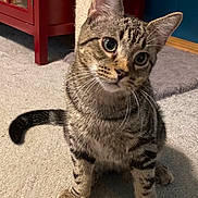 Basil joined the competition — help win amazing prizes! cat, tabby, pet, animal, indoor, carpet, scratching_post, furniture, curious, ears, whiskers, eyes, tail, paws, close_up, domestic_animal, sitting, home, floor, cute