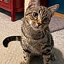 cat, tabby, pet, animal, indoor, carpet, scratching_post, furniture, curious, ears, whiskers, eyes, tail, paws, close_up, domestic_animal, sitting, home, floor, cute