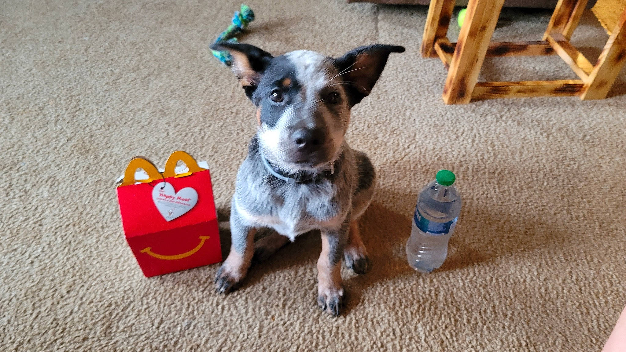 Buddy is registered to the contest to win money with this photo: bottle, carnivore, collar, companion_dog, dog, dog_breed, dog_clothes, dog_supply, dog_toy, flooring, pet_supply, plastic_bottle, soil, sporting_group, tail, tennis_ball, toy_dog, water_bottle, wood, working_animal