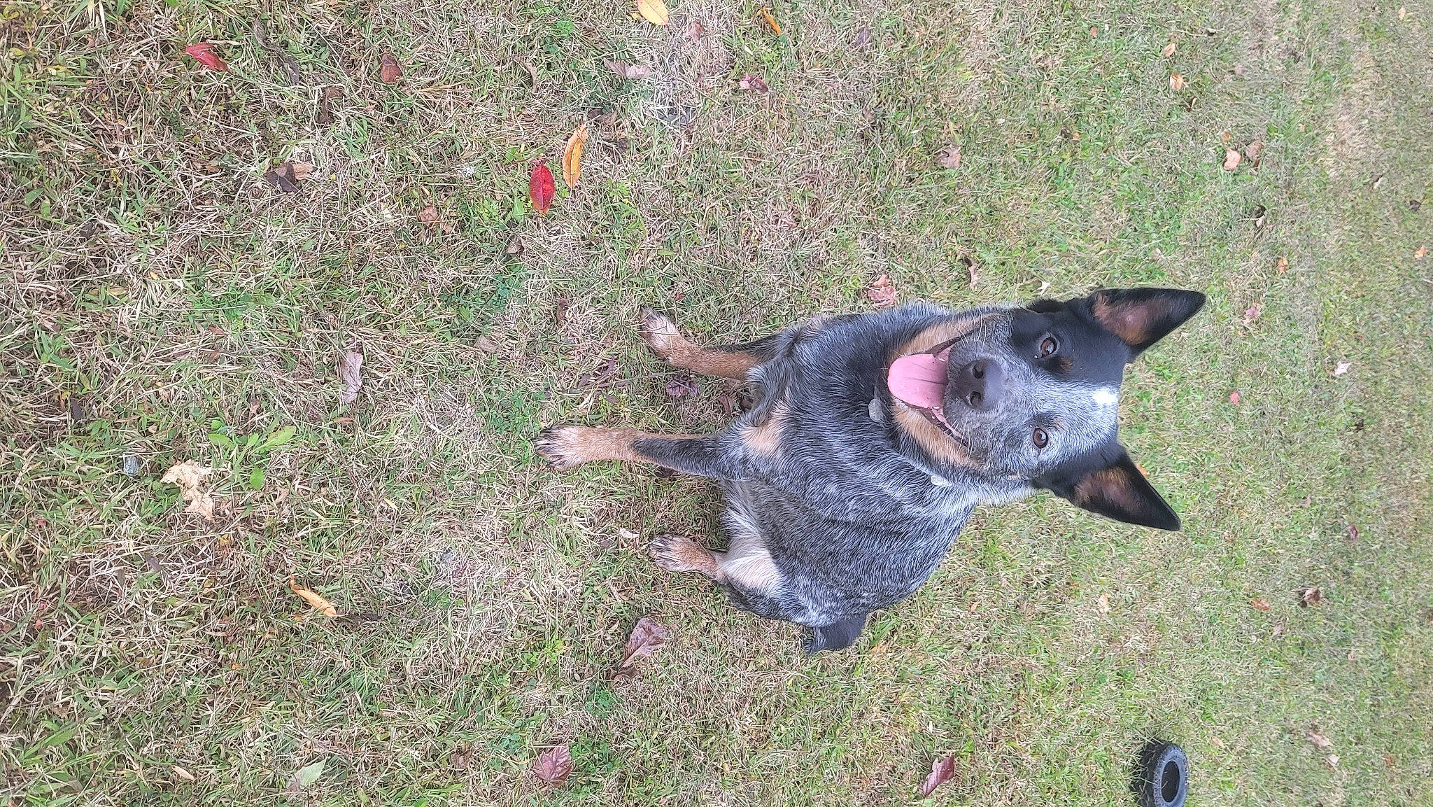 Buddy joined the competition — help win amazing prizes! australian_cattle_dog, canidae, carnivore, dog, dog_breed, grass, groundcover, guard_dog, herding_dog, soil, sporting_group, terrestrial_animal, working_animal, working_dog