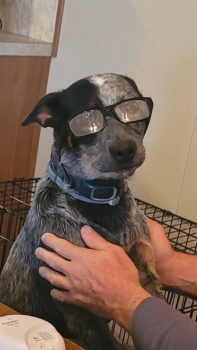 Buddy joined the competition — help win amazing prizes! canidae, carnivore, collar, companion_dog, dog, dog_breed, dog_clothes, dog_collar, ear, eyewear, fashion_accessory, fawn, fur, gesture, personal_protective_equipment, snout, sporting_group, toy_dog, whiskers, working_animal