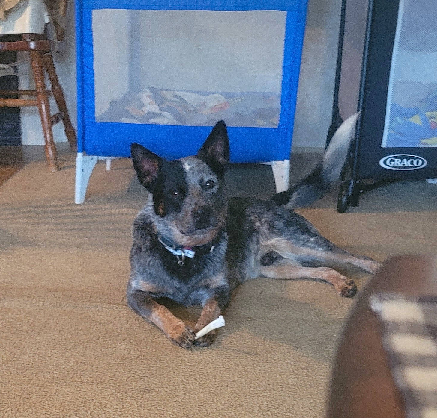 Buddy is registered to the contest to win money with this photo: australian_cattle_dog, canidae, carnivore, chair, comfort, companion_dog, dog, dog_breed, dog_supply, electric_blue, flooring, fur, gas, herding_dog, paw, snout, sporting_group, working_animal, working_dog