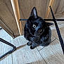 cat, black_cat, pet, indoor, floor, tile_floor, furniture, table, curious, animal, domestic_animal, whiskers, ears, eyes, sitting, looking_up, head_tilt, metal, reflection, wood