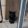 black_cat, kitten, animal, pet, floor, wooden_floor, table_leg, indoor, curious, sitting, fur, eyes, cute, small, feline, domestic_cat, mammal, whiskers, young, quiet