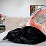 black_cat, cat, pet, animal, couch, sofa, indoor, cozy, curled_up, floral_cushion, home_decor, furniture, relaxed, sleepy, eye, whiskers, tail, soft_texture, living_room, domestic_animal