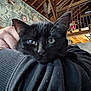 black_cat, cat, pet, close_up, indoor, person, hand, sweater, furniture, wooden_ceiling, decor, animal, face, cozy, resting, home, comfort, domestic, feline, curious