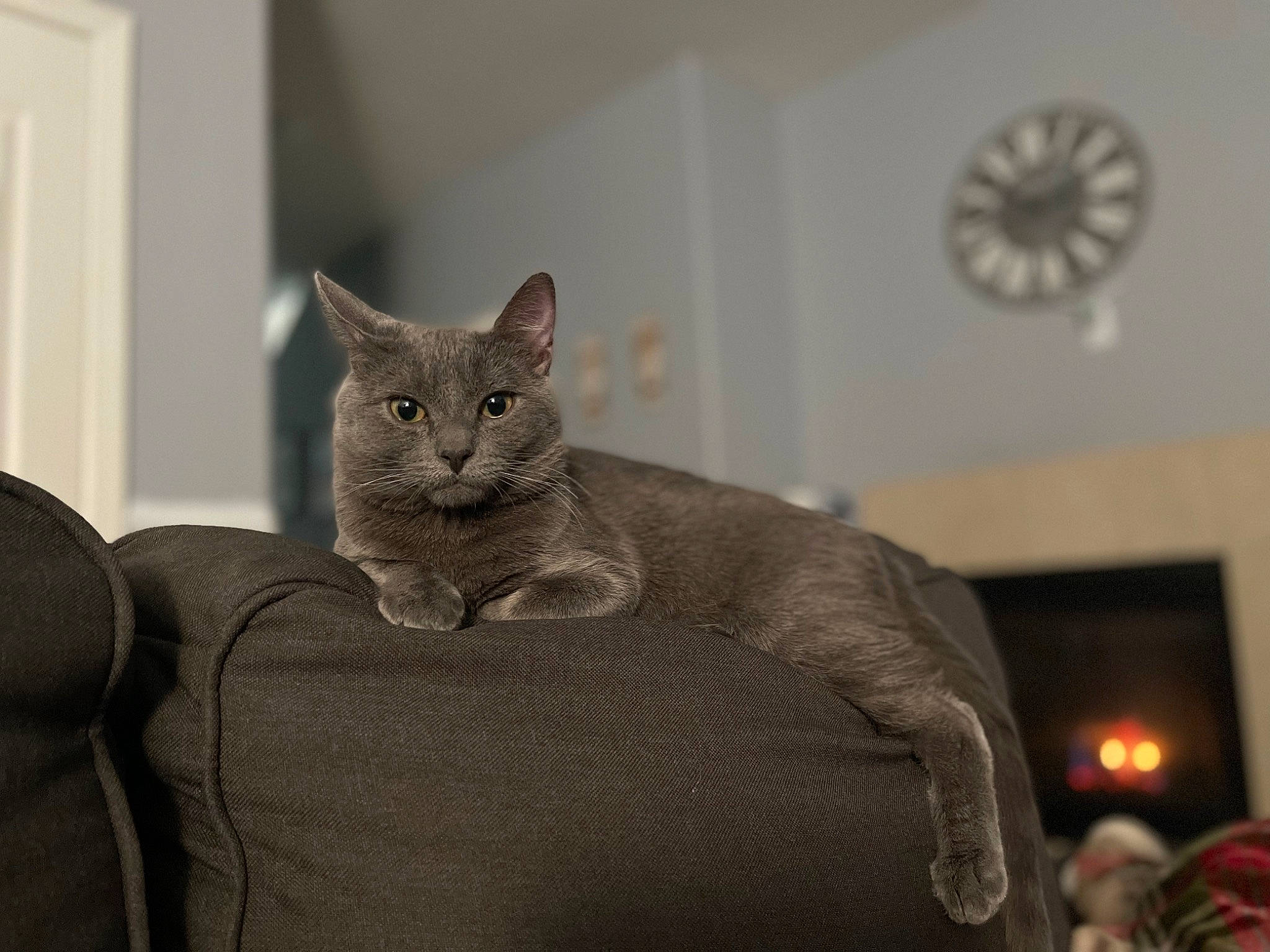 Gin is registered to the contest to win money with this photo: art, carnivore, cat, cat_bed, cat_supply, clock, comfort, domestic_short_haired_cat, event, felidae, fur, grey, room, russian_blue, sitting, small_to_medium_sized_cats, snout, tail, whiskers, window