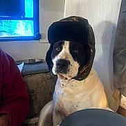 Savannah joined the competition — help win amazing prizes! dog, indoor, hat, black_and_white, seated, window, person, red_clothing, table, plate, ear_flap_hat, light, face, pet, domestic_animal, looking_at_camera, furniture, cozy, animal, expression
