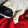 Savannah is registered to the contest to win money with this photo: dog, sleeping, black_and_white, paw, fur, blanket, red, cozy, rest, animal, pet, closeup, indoors, relaxing, cute, peaceful, nap, soft, folds, spot