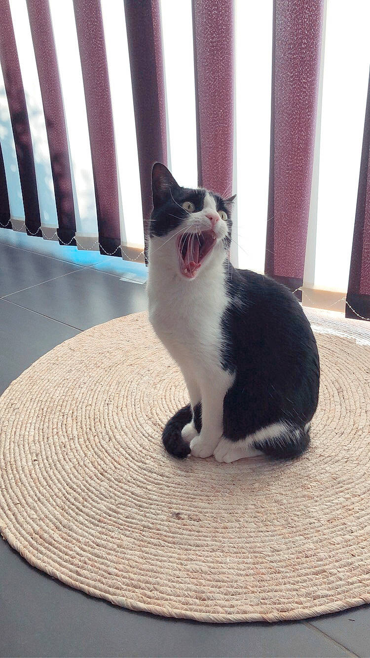 Nanoune participe au concours pour gagner de l'argent avec cette photo : black_cat, canidae, carnivore, cat, curtain, domestic_short_haired_cat, felidae, flooring, fur, grey, hardwood, paw, sitting, small_to_medium_sized_cats, snout, table, tail, whiskers, window, wood