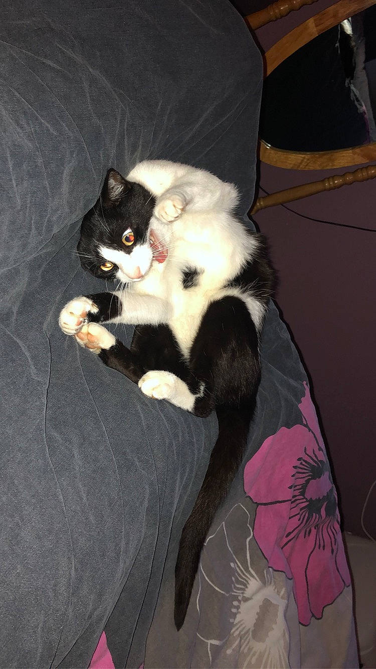 Nanoune participe au concours pour gagner de l'argent avec cette photo : canidae, carnivore, cat, chair, claw, comfort, companion_dog, dog_breed, domestic_short_haired_cat, felidae, formal_wear, fur, lap, nap, paw, sitting, small_to_medium_sized_cats, tail, thigh, whiskers