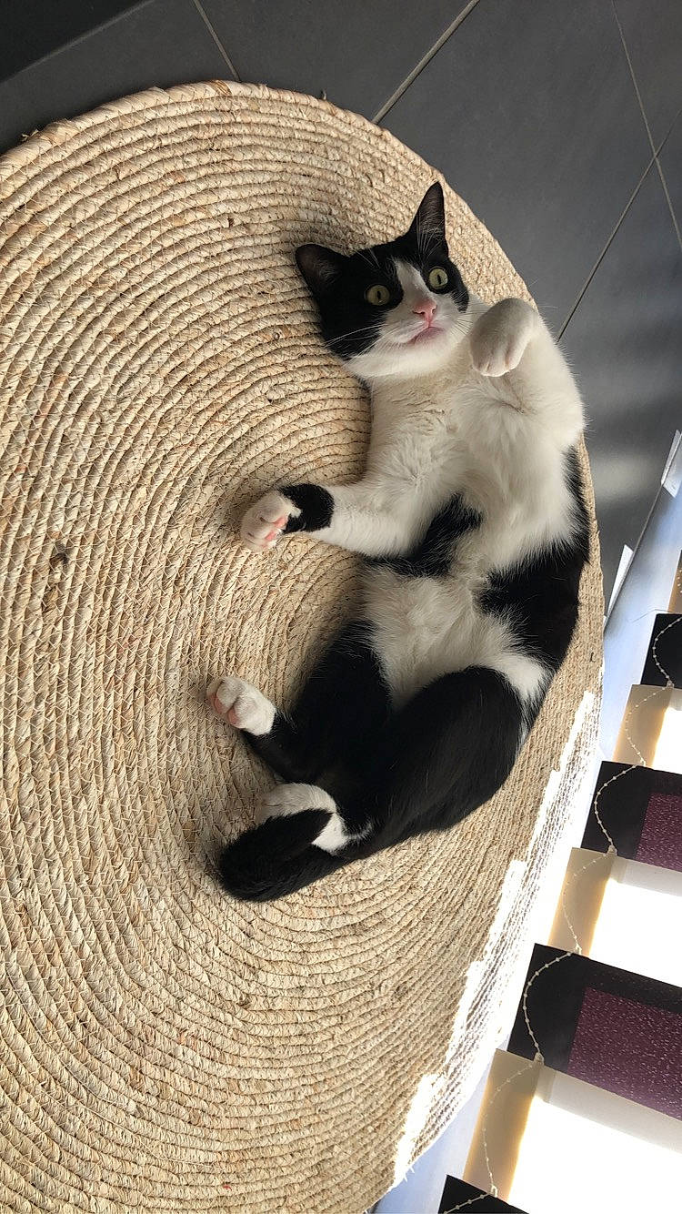 Nanoune participe au concours pour gagner de l'argent avec cette photo : carnivore, cat, cat_bed, cat_supply, comfort, domestic_short_haired_cat, felidae, formal_wear, fur, paw, sitting, small_to_medium_sized_cats, snout, tail, terrestrial_animal, tree, trunk, whiskers, wildlife, wood