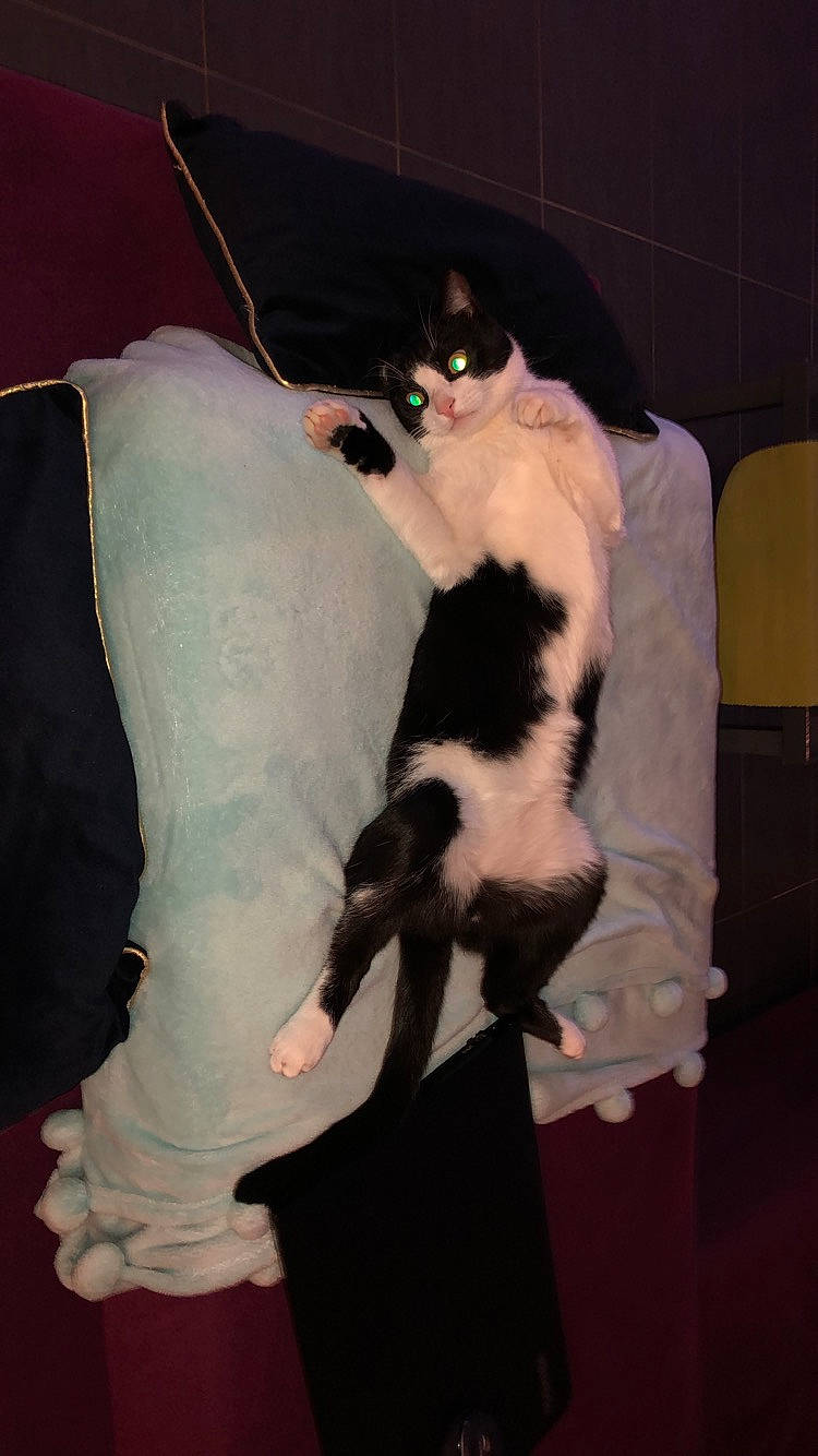 Nanoune a rejoint le concours — aidez-le/la à gagner de superbes lots ! canidae, carnivore, cat, chair, comfort, companion_dog, couch, dog_breed, domestic_short_haired_cat, fawn, felidae, flooring, formal_wear, fur, linens, room, small_to_medium_sized_cats, sporting_group, tail, whiskers