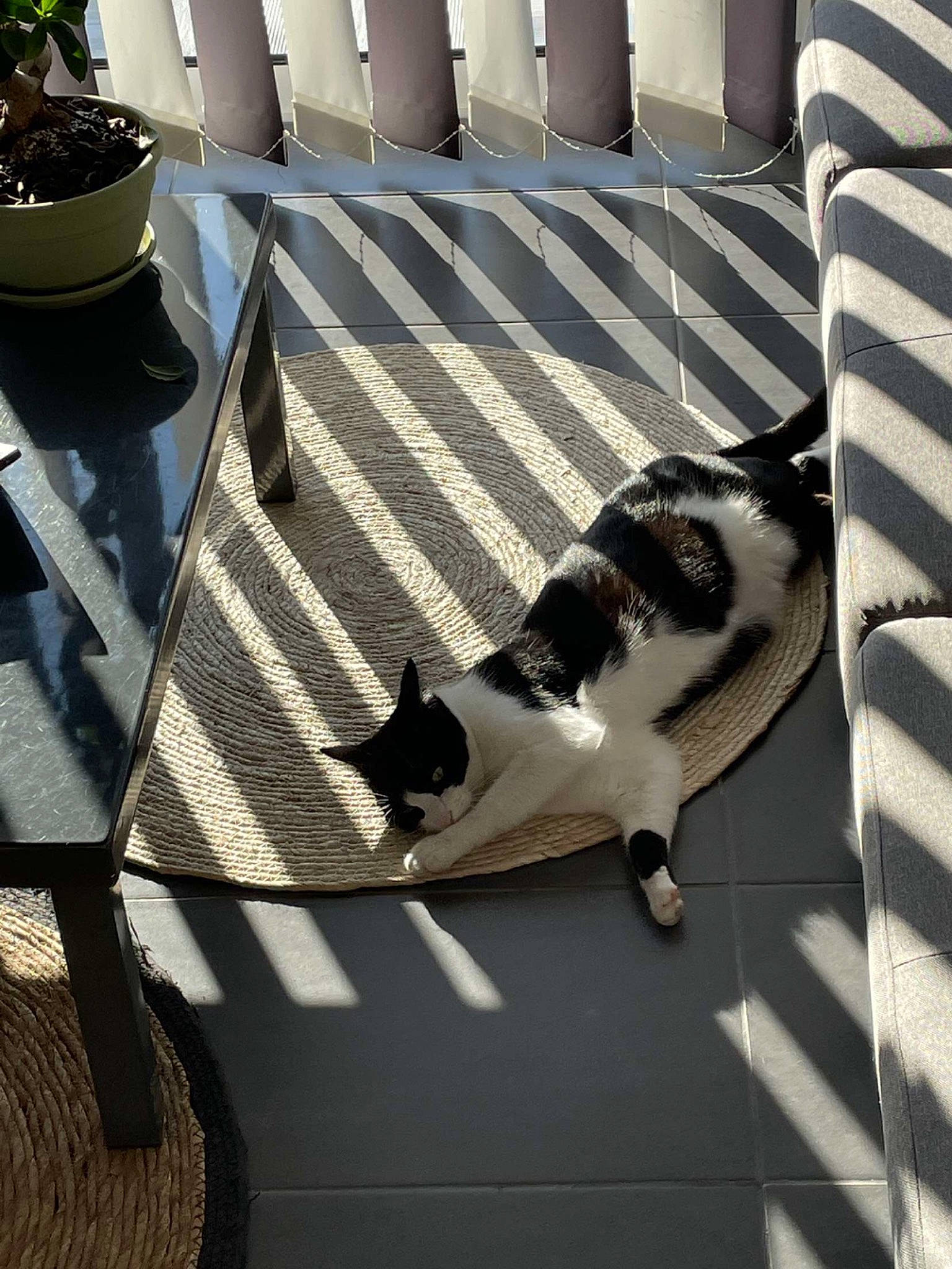 Nanoune a rejoint le concours — aidez-le/la à gagner de superbes lots ! carnivore, cat, comfort, companion_dog, eyewear, felidae, floor, flooring, flowerpot, fur, grey, hardwood, houseplant, outdoor_furniture, plant, shade, small_to_medium_sized_cats, tail, whiskers, wood