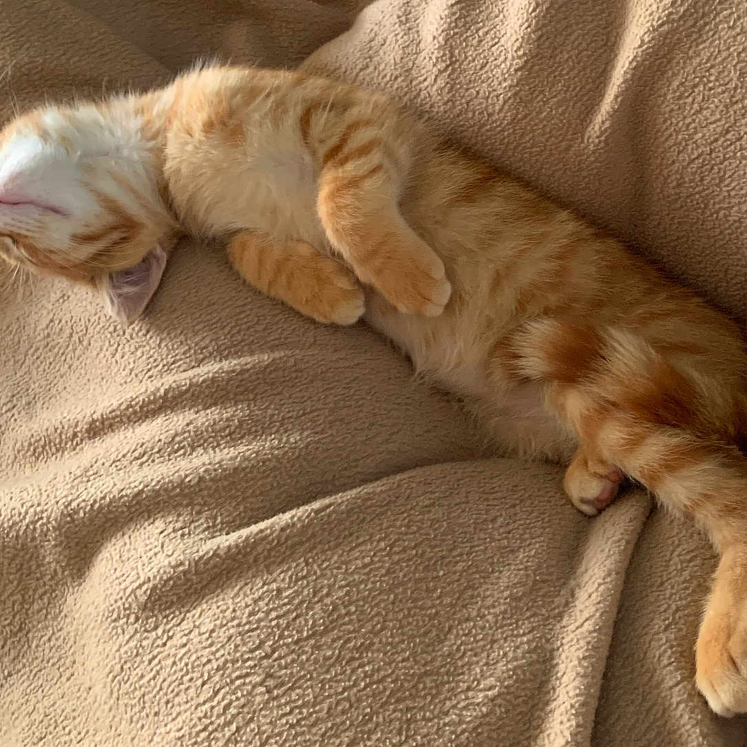 Siggy joined the competition — help win amazing prizes! kitten, cat, sleeping, ginger, feline, pet, cozy, blanket, fur, cute, resting, animal, whiskers, paw, soft, domestic, young, relaxed, indoor, comfort