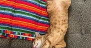 Siggy is registered to the contest to win money with this photo: cat, ginger_cat, stretching, couch, blanket, striped_blanket, indoor, feline, pet, relaxing, sleeping, cozy, furniture, home, comfort, tabby, soft, rest, animal, cute