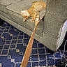 Siggy is registered to the contest to win money with this photo: kitten, cat, orange_tabby, couch, sofa, carpet, blue_carpet, remote_control, pill_bottle, medication, cord, usb_cable, cardboard, strip, living_room, indoor, relaxed, sleeping, furniture, home