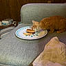 Siggy is registered to the contest to win money with this photo: kitten, orange_cat, couch, plate, sandwich, indoor, wood_paneling, food, pet, furniture, curious, cozy, domestic, tableware, household, snack, side_view, gray, young_cat, feline