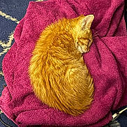 Siggy joined the competition — help win amazing prizes! cat, orange_cat, sleeping, curled_up, towel, magenta, blue_carpet, indoor, pet, feline, cozy, resting, fur, animal, cute, domestic, relaxing, soft_texture, patterned_carpet, warm