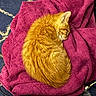 cat, orange_cat, sleeping, curled_up, towel, magenta, blue_carpet, indoor, pet, feline, cozy, resting, fur, animal, cute, domestic, relaxing, soft_texture, patterned_carpet, warm