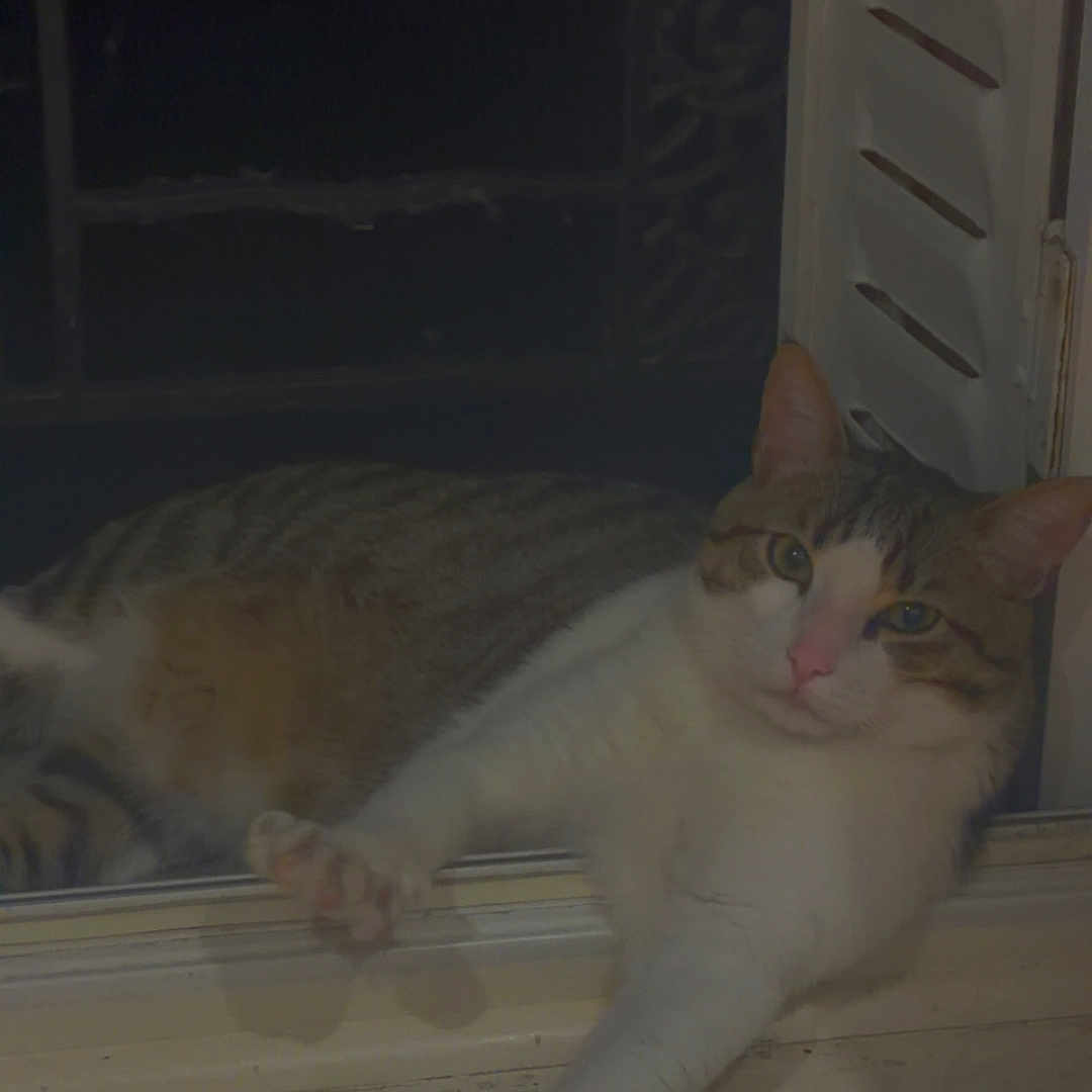 Mitsuki a rejoint le concours — aidez-le/la à gagner de superbes lots ! cat, windowsill, night, animal, pet, stretching, white, tabby, paw, relaxed, window, indoor, fur, sleepy, resting, curious, face, whiskers, ears, quiet