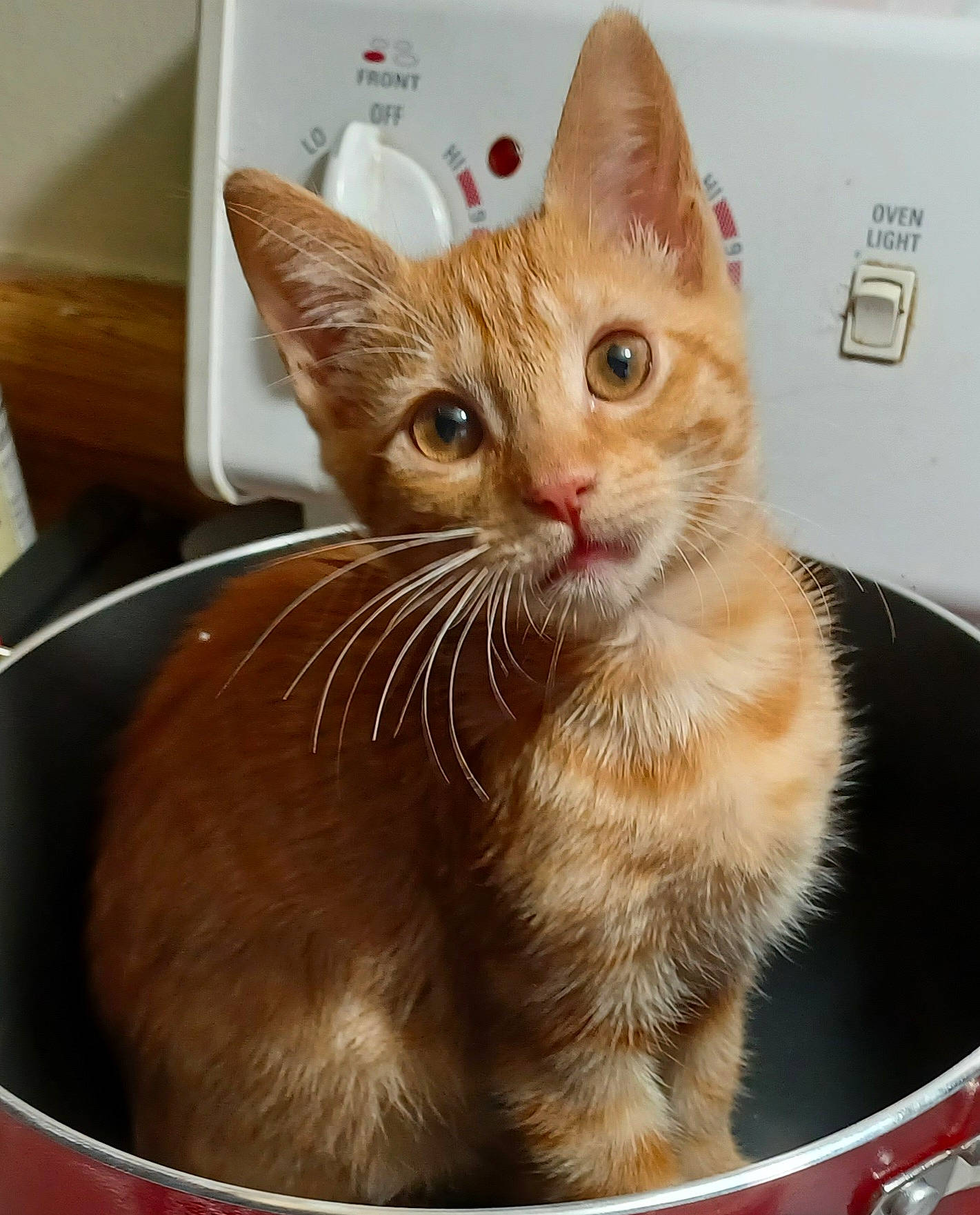 Squiggle joined the competition — help win amazing prizes! box, carnivore, cat, cat_furniture, cat_supply, claw, comfort, domestic_short_haired_cat, fawn, felidae, fur, paw, pet_supply, small_to_medium_sized_cats, snout, tail, whiskers