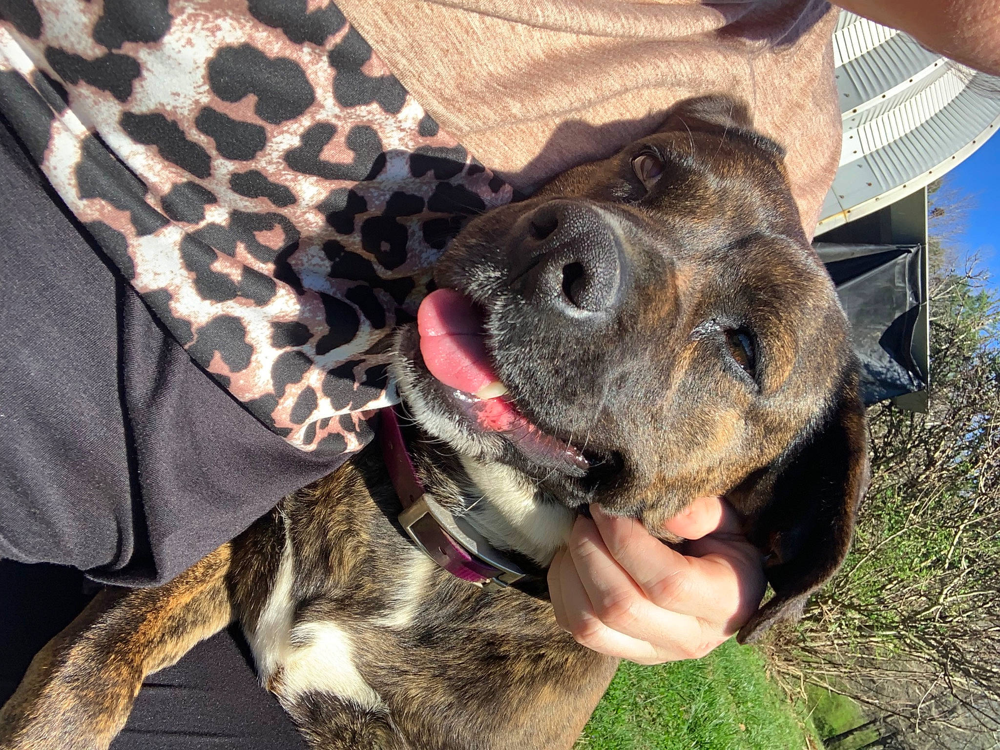 Ava joined the competition — help win amazing prizes! carnivore, cimarron_uruguayo, collar, companion_dog, dog, dog_breed, dog_collar, ear, fur, guard_dog, leash, liver, pattern, paw, puppy_love, snout, sporting_group, whiskers, working_animal, working_dog