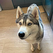 Valka participe au concours pour gagner de l'argent avec cette photo : dog, husky, blue_eyes, pet, indoor, kitchen, floor, canine, fur, animal, looking_up, ears, nose, domestic, alert, standing, household, mammal, companion, cute