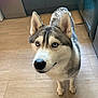 dog, husky, blue_eyes, pet, indoor, kitchen, floor, canine, fur, animal, looking_up, ears, nose, domestic, alert, standing, household, mammal, companion, cute