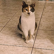 Saussau participe au concours pour gagner de l'argent avec cette photo : alert, animal, calico, cat, companion, cute, domestic, ears, feline, floor, fur, indoor, looking, mammal, paws, pet, sitting, small, tile, whiskers