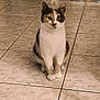 alert, animal, calico, cat, companion, cute, domestic, ears, feline, floor, fur, indoor, looking, mammal, paws, pet, sitting, small, tile, whiskers