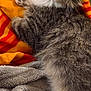 Minouche a rejoint le concours — aidez-le/la à gagner de superbes lots ! animal, bed, blanket, cat, closeup, cozy, curious, cute, fur, gray, indoor, kitten, orange, pet, red, resting, soft, tabby, whiskers, young