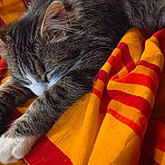 Minouche participe au concours pour gagner de l'argent avec cette photo : blanket, cat, closeup, comfort, cozy, fur, gray, indoor, nap, orange, paws, pet, red, relaxation, resting, sleeping, striped, tabby, towel, whiskers