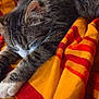 blanket, cat, closeup, comfort, cozy, fur, gray, indoor, nap, orange, paws, pet, red, relaxation, resting, sleeping, striped, tabby, towel, whiskers