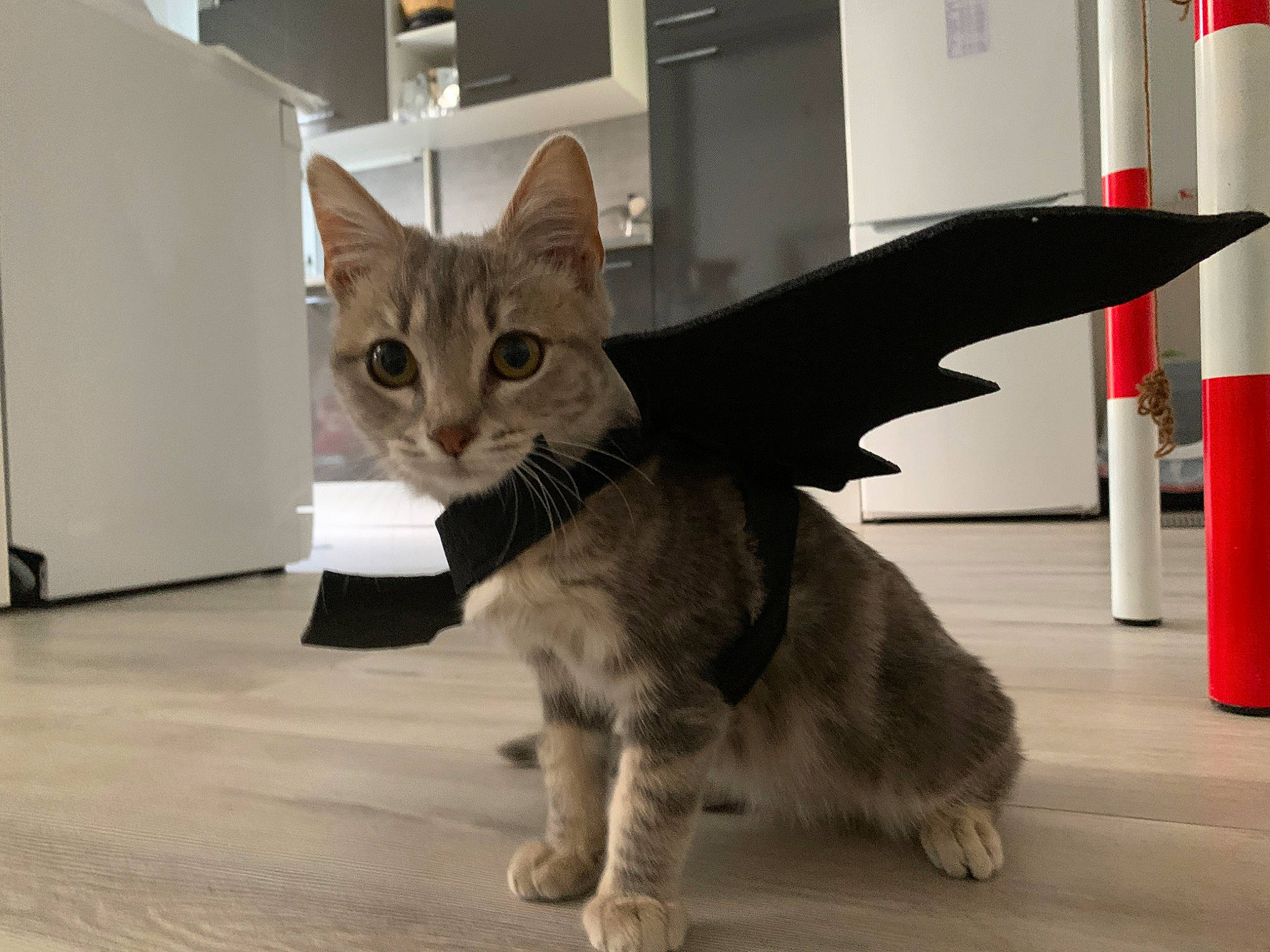 Urgo participe au concours pour gagner de l'argent avec cette photo : carnivore, cat, claw, domestic_short_haired_cat, felidae, floor, flooring, fur, hardwood, mammal, metal, paw, small_to_medium_sized_cats, tail, whiskers, wood
